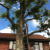 Boynton Beach Tree Trimming & Pruning by Florida's Best Lawn & Pest, LLC